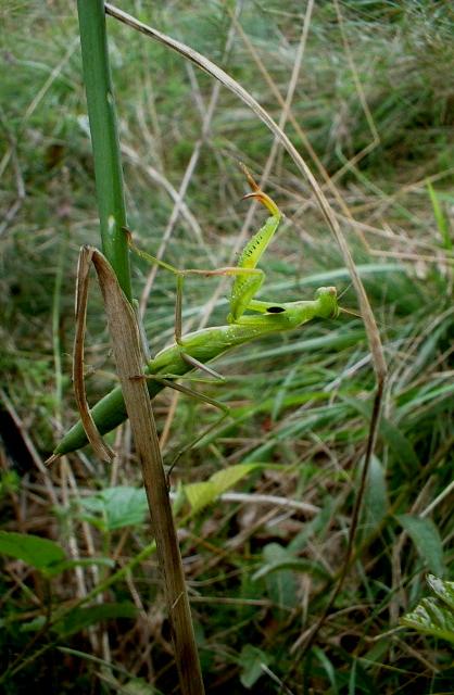 mantide religiosa
